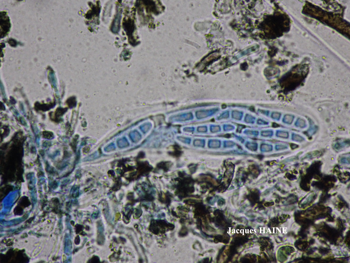 Roccella tinctoria DC Taxon Atlantique-Ouessant Cf.